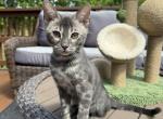 Oscar - Bengal Kitten For Sale - Norlina&comma; NC&comma; US