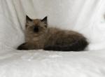 Midi's Litter - Ragdoll Kitten For Sale - WI&comma; US