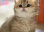British golden chinchilla longhair - British Shorthair Kitten For Sale - 