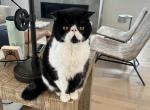 Tuscany - Exotic Cat For Adoption - Bay Head&comma; NJ&comma; US