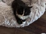 Black and white male - Persian Kitten For Sale - McKinney&comma; TX&comma; US