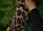king louie - Bengal Kitten For Sale - Las Vegas&comma; NV&comma; US