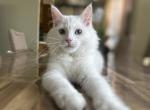 Pearl - Maine Coon Kitten For Adoption - New York&comma; NY&comma; US