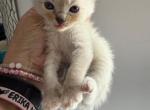 BABY GIRL - Ragdoll Kitten For Sale - 
