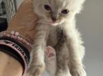 FOURTH BORN - Ragdoll Kitten For Sale - 