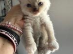 2ND BORN - Ragdoll Kitten For Sale - 