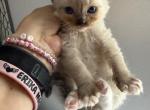 FIRST BORN - Ragdoll Kitten For Sale - FL&comma; US