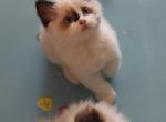 seal bicolor - Ragdoll Kitten For Sale - Bristow&comma; VA&comma; US