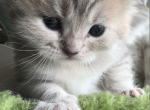 Graoooi - Scottish Fold Kitten For Sale - 