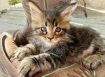 Honey - Maine Coon Kitten For Sale - Vass&comma; NC&comma; US