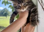 Moka - Maine Coon Kitten For Sale - 