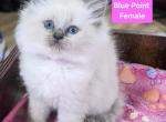 Harmony - Ragdoll Kitten For Sale - 