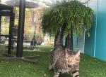 Ava - Domestic Cat For Adoption - Dallas&comma; TX&comma; US