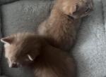 Sara and chicken - Domestic Kitten For Adoption - Lithonia&comma; GA&comma; US