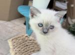 Starry Night - Ragdoll Kitten For Sale - Longwood&comma; FL&comma; US