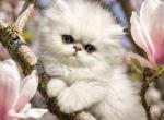 Chinchilla Persian Male - Persian Kitten For Sale - East Greenbush&comma; NY&comma; US