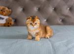 Honey - Scottish Fold Kitten For Sale - 