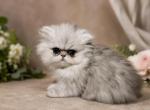 Chinchilla Persian Female - Persian Kitten For Sale - East Greenbush&comma; NY&comma; US