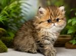 Tiger Persian Female - Persian Kitten For Sale - East Greenbush&comma; NY&comma; US