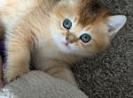 Teddy - Scottish Straight Kitten For Sale - 
