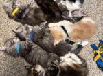 April litter - Maine Coon Kitten For Sale - Tarentum&comma; PA&comma; US