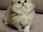 British LONGHA&Idot;R - British Shorthair Kitten For Sale - Kula&comma; HI&comma; US
