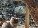 Cfa chocolate carrier blue intact male - Persian Cat For Sale - Woodburn&comma; IN&comma; US