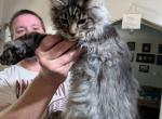 Jeff - Maine Coon Kitten For Sale - 