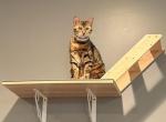 Tiger Lily - Bengal Cat For Sale - New Whiteland&comma; IN&comma; US