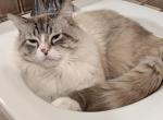 Kiyoka - Ragdoll Cat For Adoption - Vancouver&comma; WA&comma; US