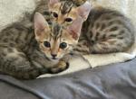 Savannah Lynx - Savannah Kitten For Sale - Maricopa&comma; AZ&comma; US
