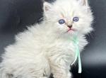 Neva masquerade kittens - Siberian Kitten For Sale - Meridian&comma; ID&comma; US