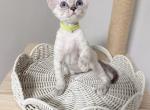 KK - Devon Rex Cat For Sale - Queens&comma; NY&comma; US