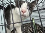 Minny - Domestic Cat For Adoption - Barling&comma; AR&comma; US