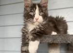 Blue Eyes Maine Coon Male - Maine Coon Kitten For Sale - NY&comma; US