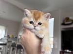 British girl - British Shorthair Kitten For Sale - Pacific&comma; WA&comma; US