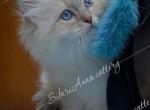 Jellybean - Siberian Kitten For Sale - Tallahassee&comma; FL&comma; US