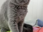 Jasmin - Scottish Fold Kitten For Sale - 