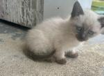 Z male - Siamese Kitten For Sale - 