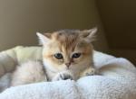 Eleanor - British Shorthair Kitten For Sale - Bensalem&comma; PA&comma; US