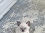 Kitty boy - Siamese Kitten For Sale - Catasauqua&comma; PA&comma; US