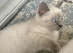 A male - Siamese Kitten For Sale - 