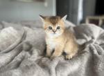 Louie - Scottish Straight Kitten For Sale - 
