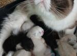 Tica exotics - Exotic Kitten For Sale - Woodburn&comma; IN&comma; US