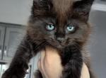 Onyx - Maine Coon Kitten For Sale - Punta Gorda&comma; FL&comma; US