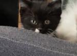 Larry - Domestic Kitten For Sale - 