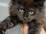 Raven - Maine Coon Kitten For Sale - Punta Gorda&comma; FL&comma; US