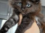Midnight - Maine Coon Kitten For Sale - Punta Gorda&comma; FL&comma; US