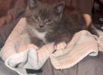 Kody - Domestic Kitten For Sale - 