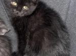 Sabrina - Domestic Kitten For Sale - 